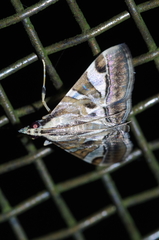 Agrioglypta fulguralis