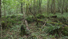 Polystichum × bicknellii