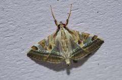 Agrioglypta fulguralis