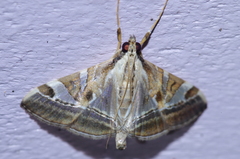 Agrioglypta fulguralis