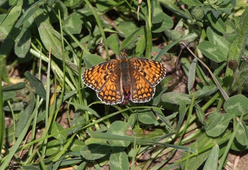 Knapweed Fritillary photo 6