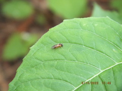Monostegia abdominalis