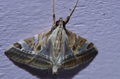 Agrioglypta fulguralis