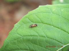 Monostegia abdominalis