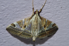 Agrioglypta fulguralis