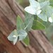 Eucalyptus crenulata - Photo (c) Melburnian, algunos derechos reservados (CC BY-SA)