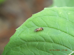 Monostegia abdominalis