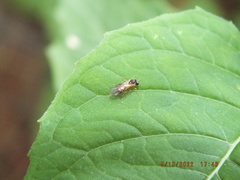 Monostegia abdominalis