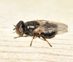 Tetanops