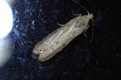 Lamoria adaptella