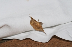 Canaea ryukyuensis