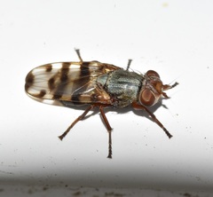 Ceroxys