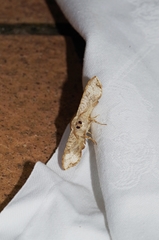 Canaea ryukyuensis