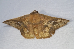Canaea ryukyuensis