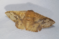 Canaea ryukyuensis