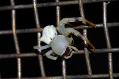 Thomisus okinawensis