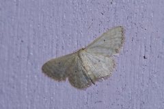 Scopula nesciaria