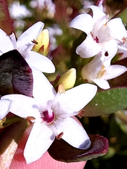 Myoporum parvifolium
