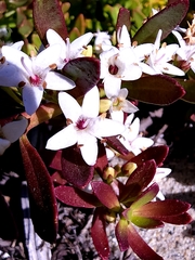 Myoporum parvifolium