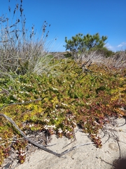 Myoporum parvifolium
