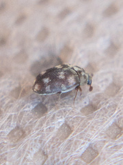 Anthrenus lepidus