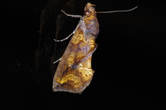 Plusiodonta coelonota