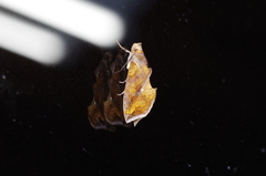 Plusiodonta coelonota