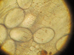 Morchella populiphila