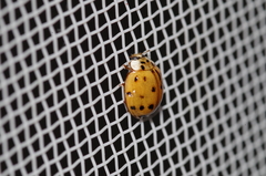 Harmonia yedoensis