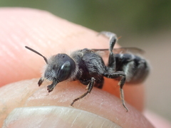 Hoplitis anthocopoides