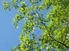 Populus maximowiczii