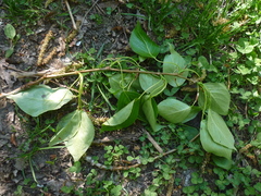 Populus maximowiczii