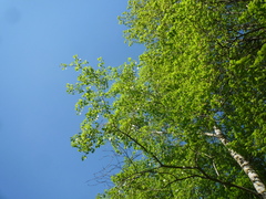 Populus maximowiczii