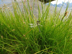 Somatochlora alpestris