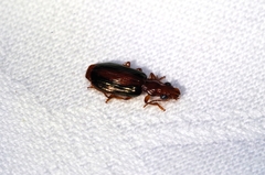 Parena nigrolineata