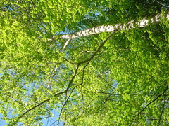 Populus maximowiczii