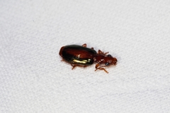 Parena nigrolineata