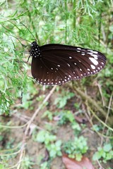 Euploea crameri bremeri
