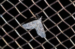 Gymnoscelis esakii
