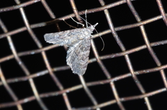 Gymnoscelis esakii