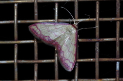 Idaea okinawensis