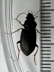 Anisodactylini
