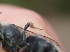 Hoplitis anthocopoides