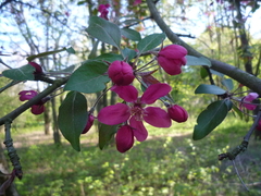 Malus purpurea