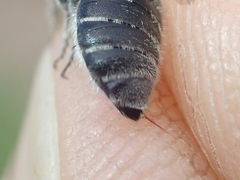 Hoplitis anthocopoides