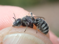 Hoplitis anthocopoides