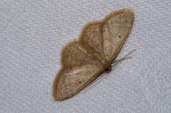 Idaea sakuraii