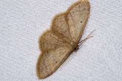Idaea sakuraii