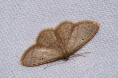 Idaea sakuraii