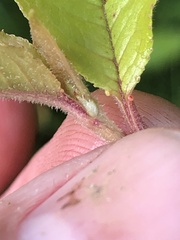 Prunus × pugetensis